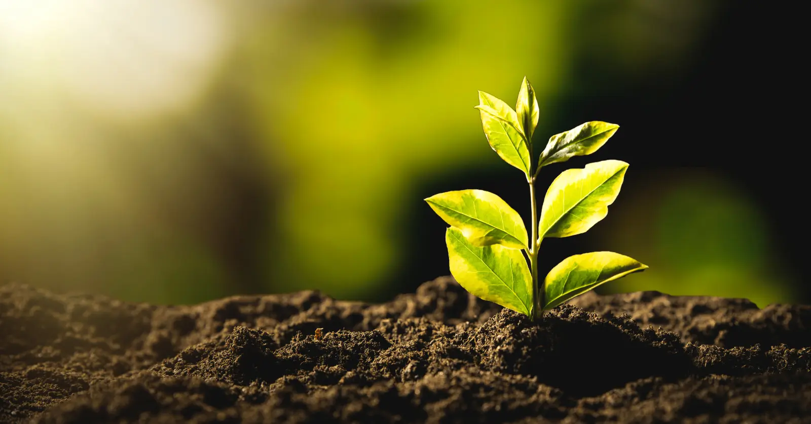 비닐 관련주 투자 추천 및 TOP 7 종목 분석 (2026 최신판) 3 5. 포장재 다변화의 수혜, 한국팩키지와 삼양패키징